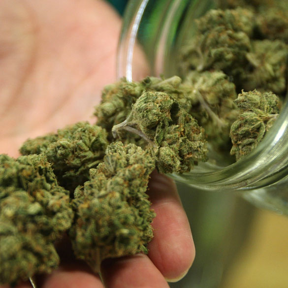index-low-thc-cannabis-01 index-low-thc-cannabis-01